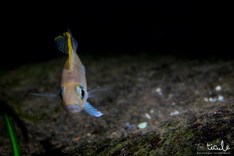 Neolamprologus caudopunctatus 'Kapampa'